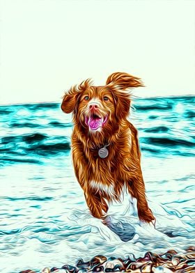 Tolling retriever