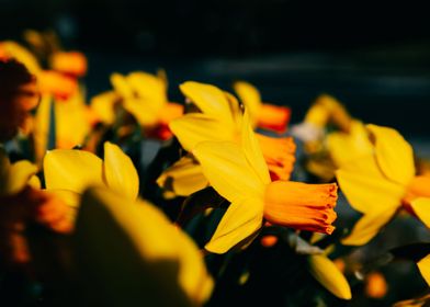 Shadow and Light Daffodil