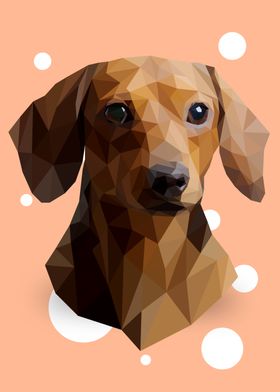 Dachshund