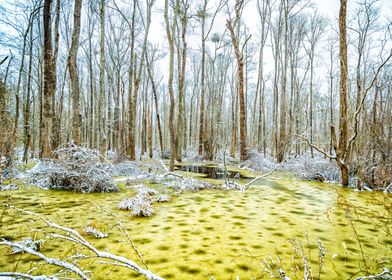 Cleary Road Swamp