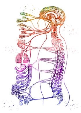 Autonomic Nervous System 