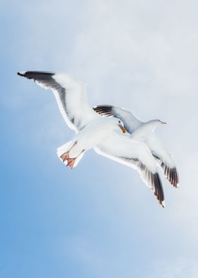 The flight of seagulls 