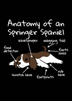 English Springer Anatomy