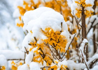 Yellow Blossom