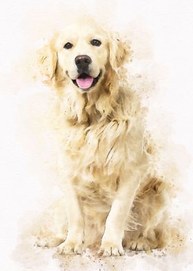 Golden retriever Dog