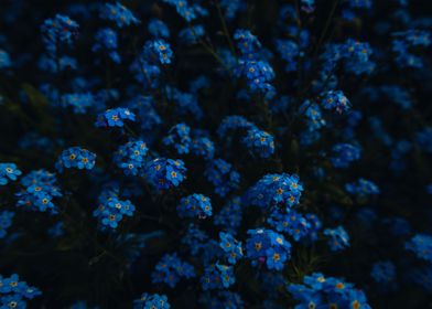 ForgetMeNot