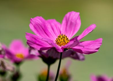 purple flower