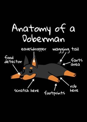 Anatomy Of A Doberman 