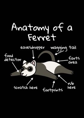 Anatomy Of A Ferret 