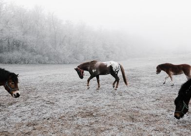 horse winter