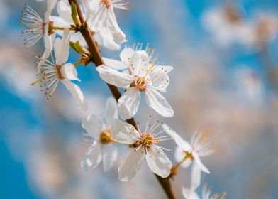 Plum Blossom