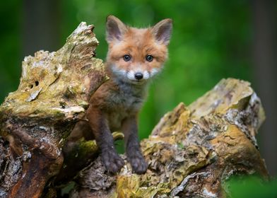 Red fox cub