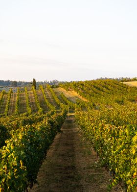 Vines of Piemont