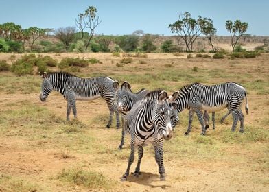 Animals Zebra Africa Wild