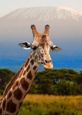 Giraffe on Kilimanjaro