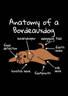 Dogue De Bordeaux Anatomy