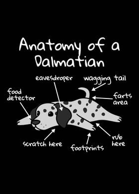 Anatomy Of A Dalmatian 