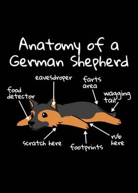 German Shepherd Anatomy 