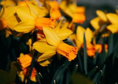 Yellow Daffodil