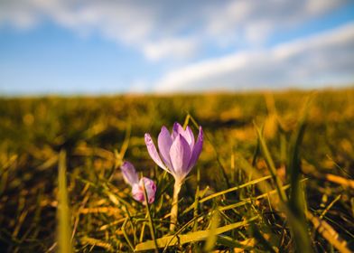 Crocus in warm light