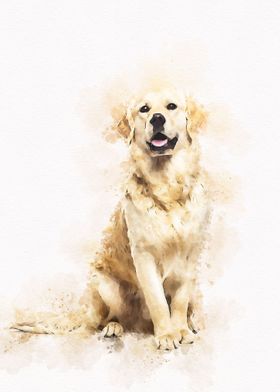 Golden retriever Dog