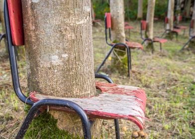 Tree inside the chair