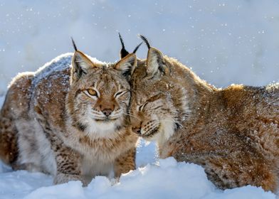 Two lynx in winter
