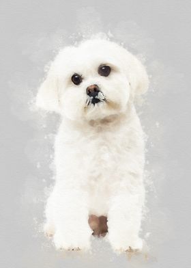 Maltese dog