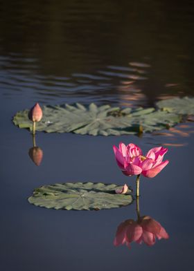 beautiful lotus