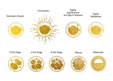 Fertilised Cell Stages