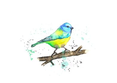 Blue tit on branch