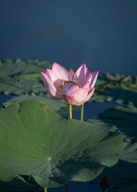 beautiful lotus