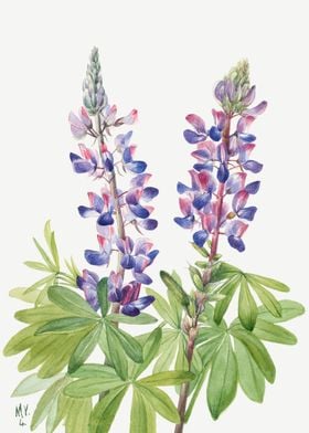 Lupine Lupinus fornosus 