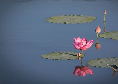 beautiful lotus