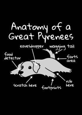 Great Pyrenees Anatomy 