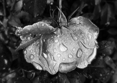 Monochrome rose after rain