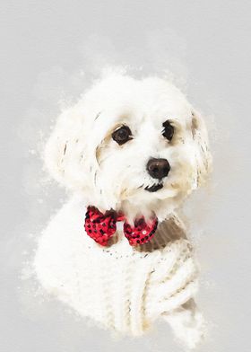 Maltese dog