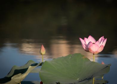 beautiful lotus