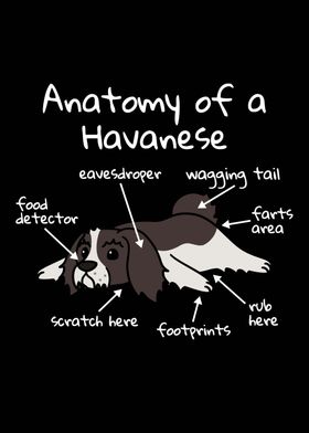 Anatomy Of A Havanese 