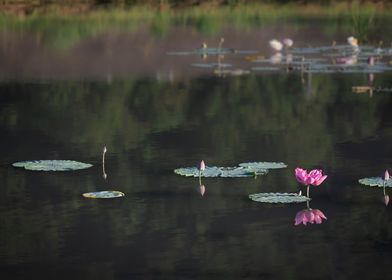 beautiful lotus