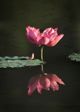 beautiful lotus