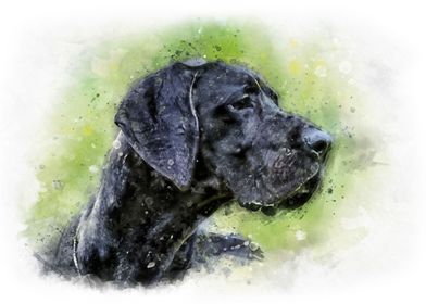 Great Dane watercolor