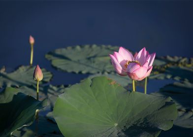 beautiful lotus