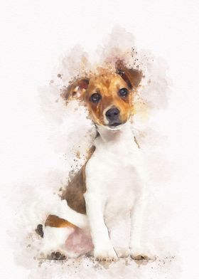 Jack russell terrier puppy