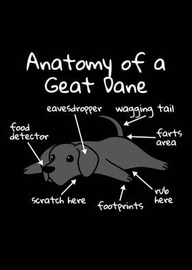 Anatomy Of A Great Dane 