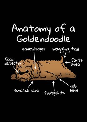 Anatomy Of A Goldendoodle