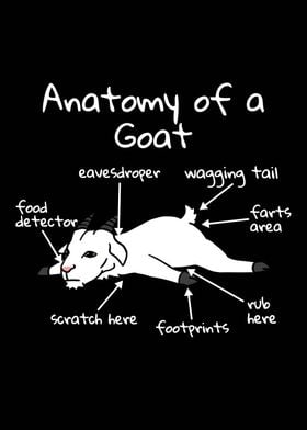 Anatomy Of A Goat