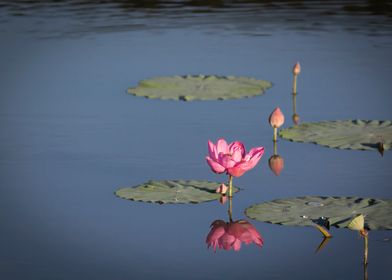 beautiful lotus