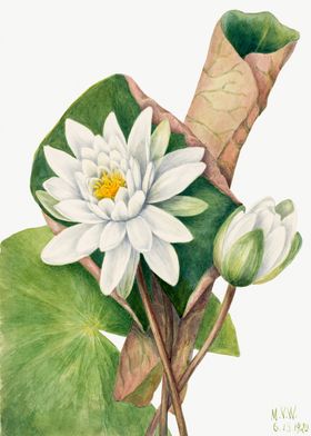 American Waterlily 1920