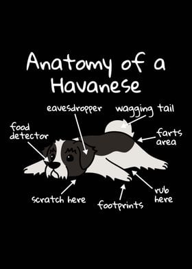 Anatomy Of A Havanese 